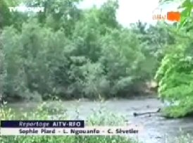 La mangrove est menace au Cameroun