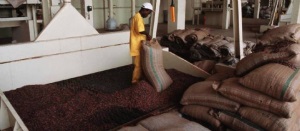 Une usine de transformation de fves de cacao en Cte d'Ivoire