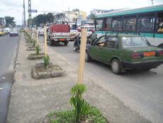 Reboisement de la ville de Douala