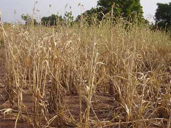 La scheresse fait des ravages au Cameroun