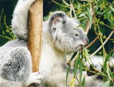 L'eucalyptus serait un bon insecticide.