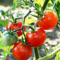 La tomate aurait des vertus pour combattre les rgles douloutreuses mais aussi l'acn.
