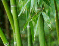 La tige de ce bambou aurait des vertus pharmaceutiques, notamment pour consolider les fractures.
