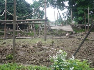 Des chimpanzs au zoo de Limb