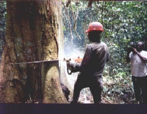 Les dputs camerounais veulent lutter contre la dforestation