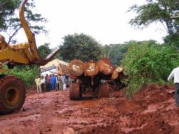 Des grumiers qui transportent le bois  Mpiel