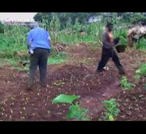 Les cultivateurs sont rduits  arroser manuellement les plantations