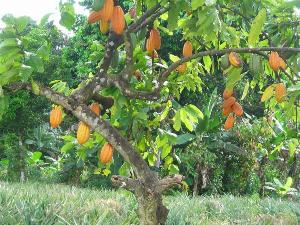 Un plant de cacao  Penja